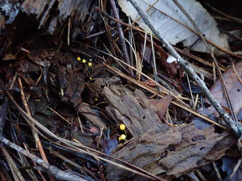 Mycena oregonensis A. H. Sm. 1936的圖片