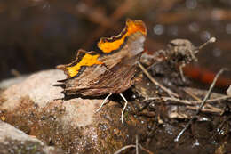 Слика од Polygonia haroldi Dewitz 1877