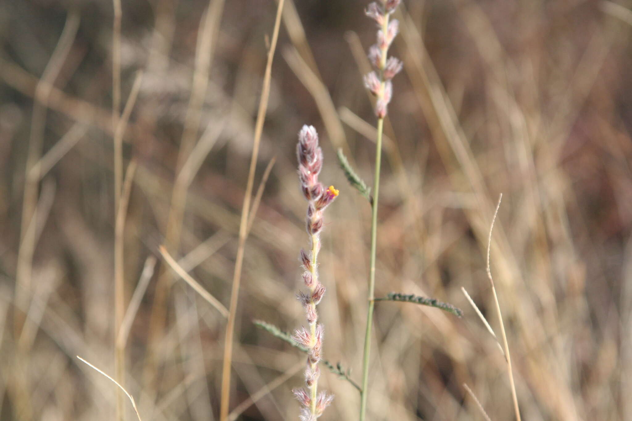 Image of Dalea pringlei var. pringlei