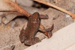 Image of Southern Flinders Ranges froglet