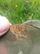 Imagem de Melitaea celadussa Fruhstorfer 1910