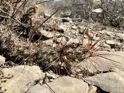 Image of Schott's Prickly-pear Cactus