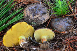 Image of Suillus quiescens T. D. Bruns & Vellinga 2010