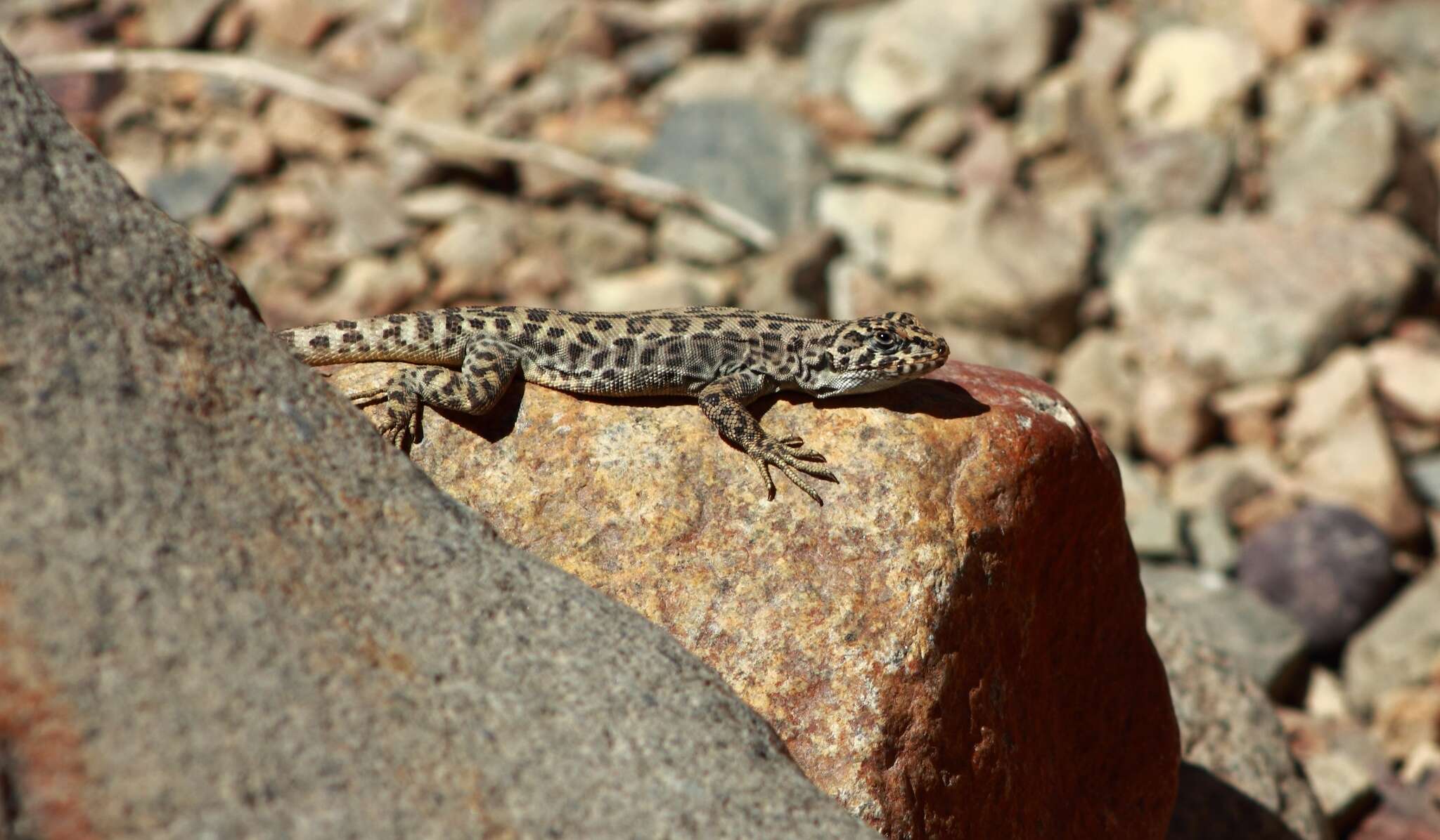 Image of Leopard Tree Iguana