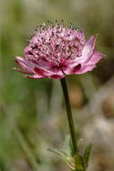 Image of Astrantia major subsp. biebersteinii (Fisch. & C. A. Mey.) I. Grint.