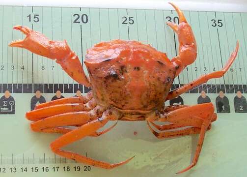 Image of red deep-sea crab