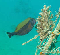 Image of Bluetail trunkfish