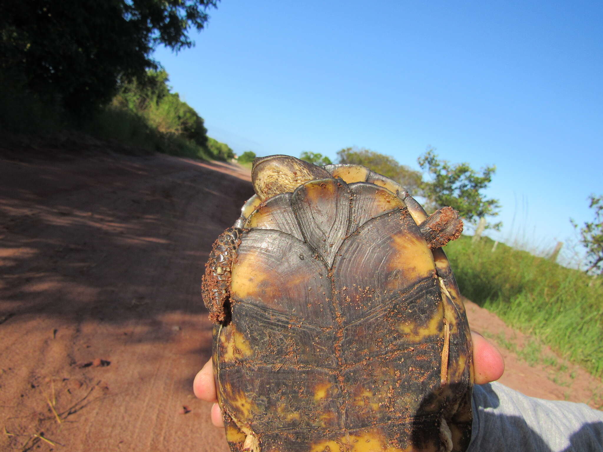 Image of Brazilian Radiolated Swamp Turtle