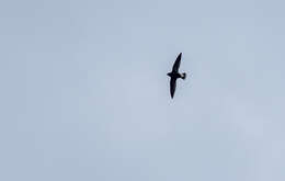 Image of Purple Needletail