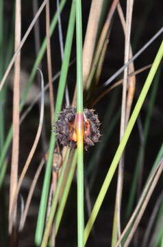 Image of Chorizandra australis K. L. Wilson