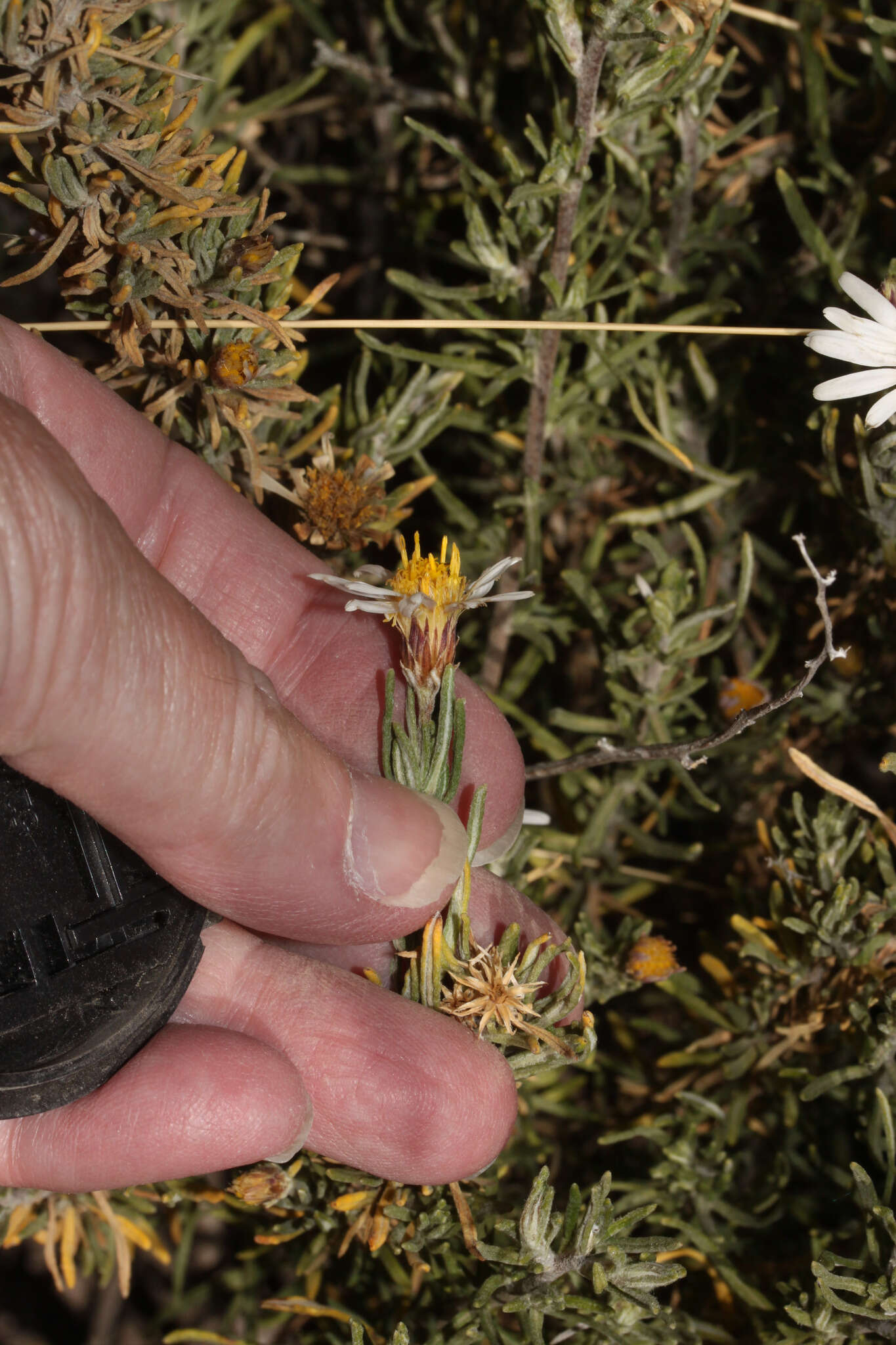 Image of Diplostephium meyenii (Sch. Bip.) Wedd.