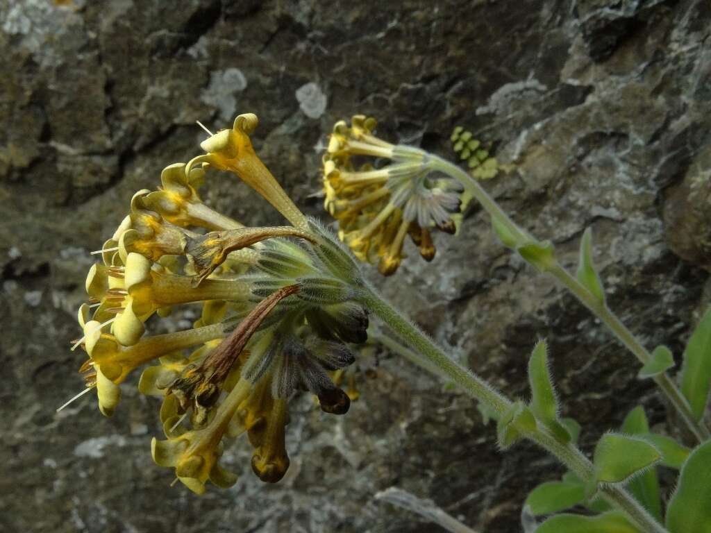 Image of Myosotis macrantha (Hook. fil.) Benth. & Hook. fil.