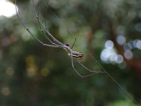 Image of Leucauge hebridisiana Berland 1938