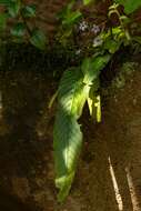 Image of Streptocarpus brachynema Hilliard & B. L. Burtt