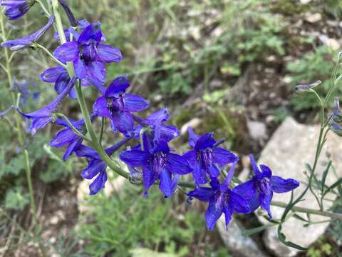 Image of Rocky Mountain larkspur