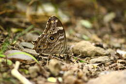 Image of Common Tree Brown