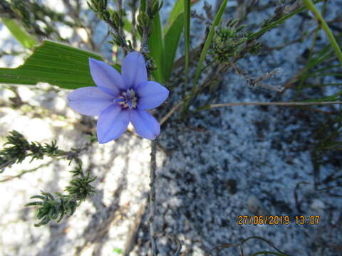 Image of Autumn Babiana