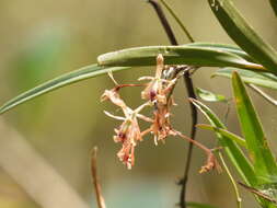 Plancia ëd Epidendrum anisatum Lex.