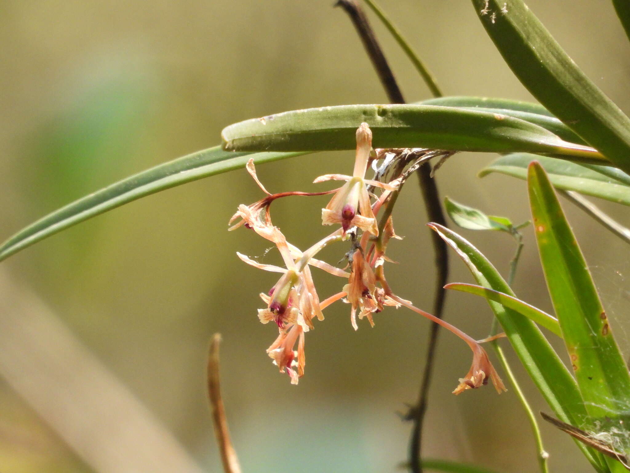 Image of Epidendrum anisatum Lex.