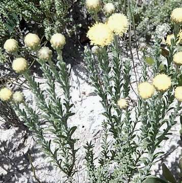 Imagem de Chrysocoma strigosa E. Bayer