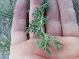 Image of crownleaf evening primrose