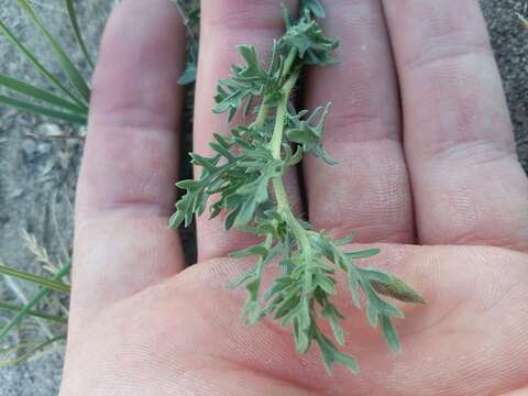 Image of crownleaf evening primrose