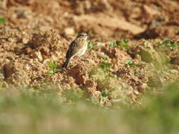 Image of Puna Pipit