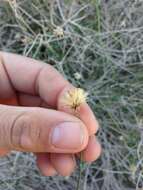 Image de Bebbia juncea var. aspera Greene