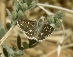 Image of Small Checkered Skipper