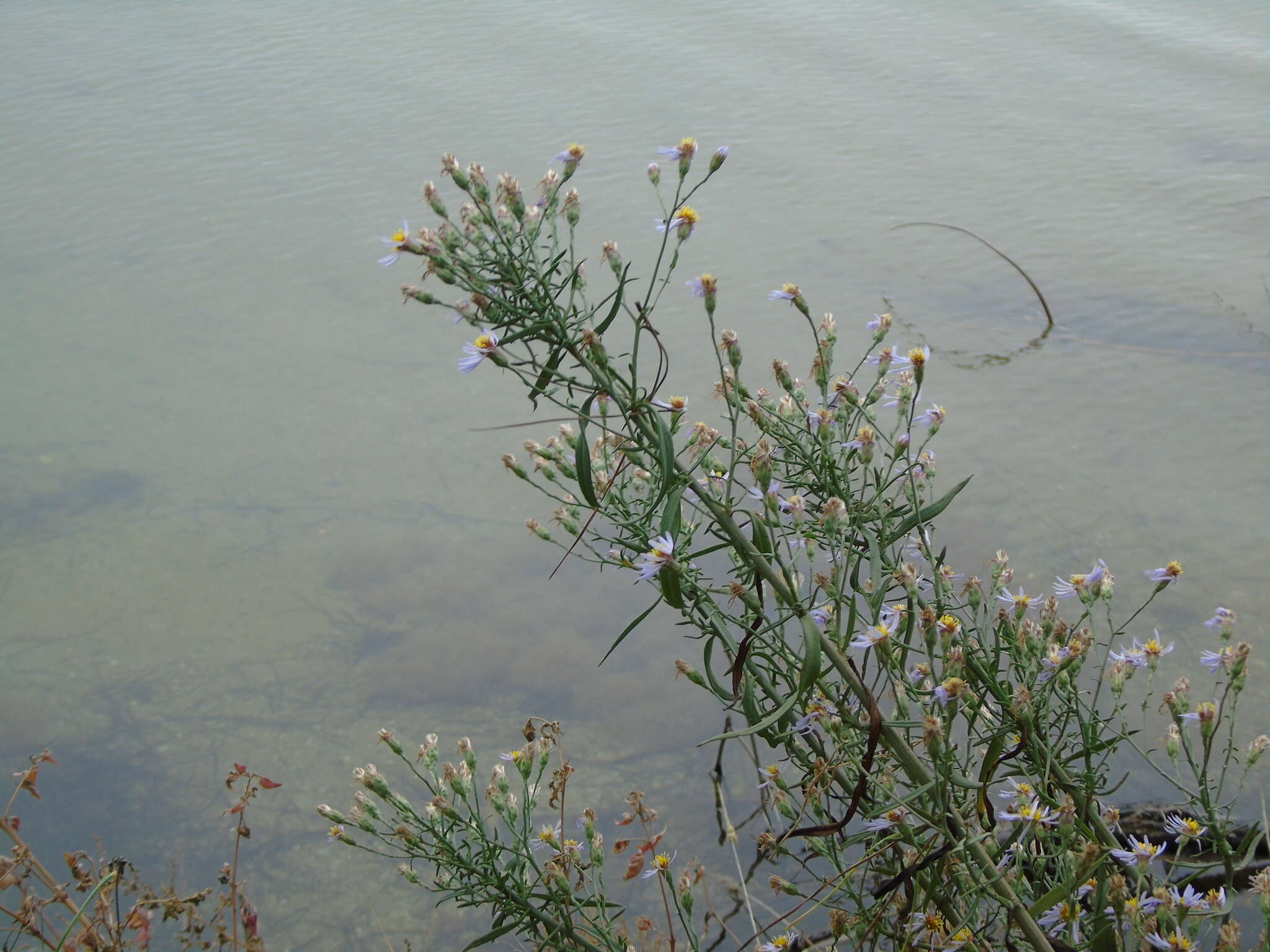 Image of Tripolium pannonicum subsp. pannonicum