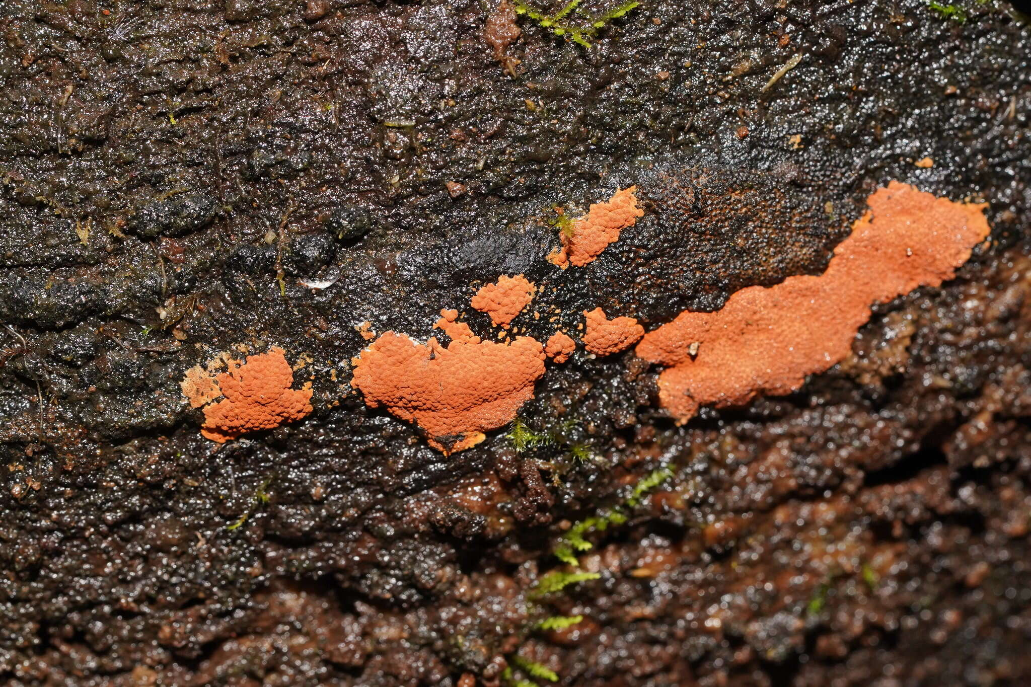 Image of Hypoxylon crocopeplum Berk. & M. A. Curtis 1875