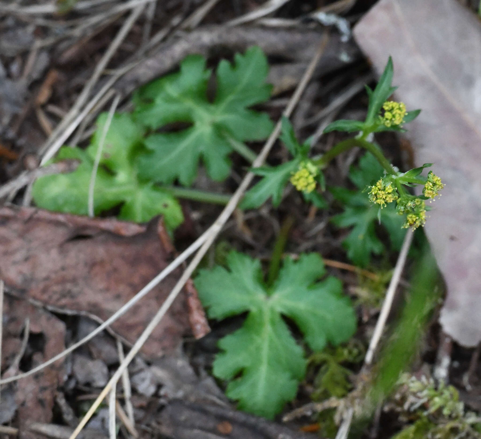 Image of Pacific blacksnakeroot