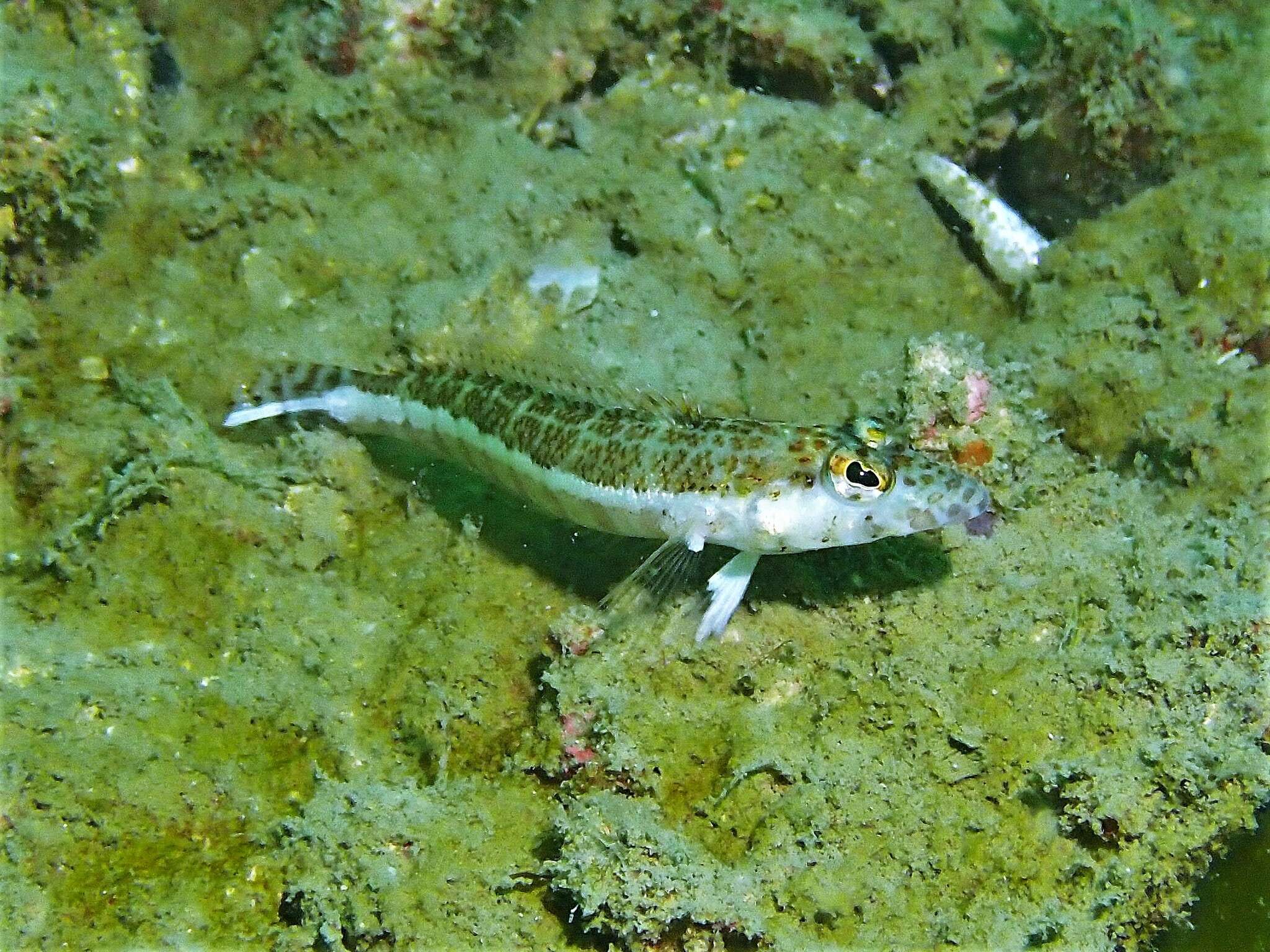 Image of Parapercis colemani