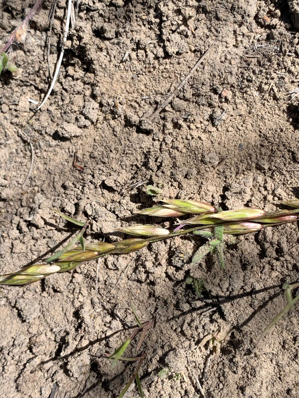 Imagem de Festuca campestris Rydb.