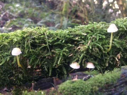 Image of Mycena epipterygia (Scop.) Gray 1821