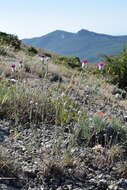 Image of Centaurea sarandinakiae Illarionova