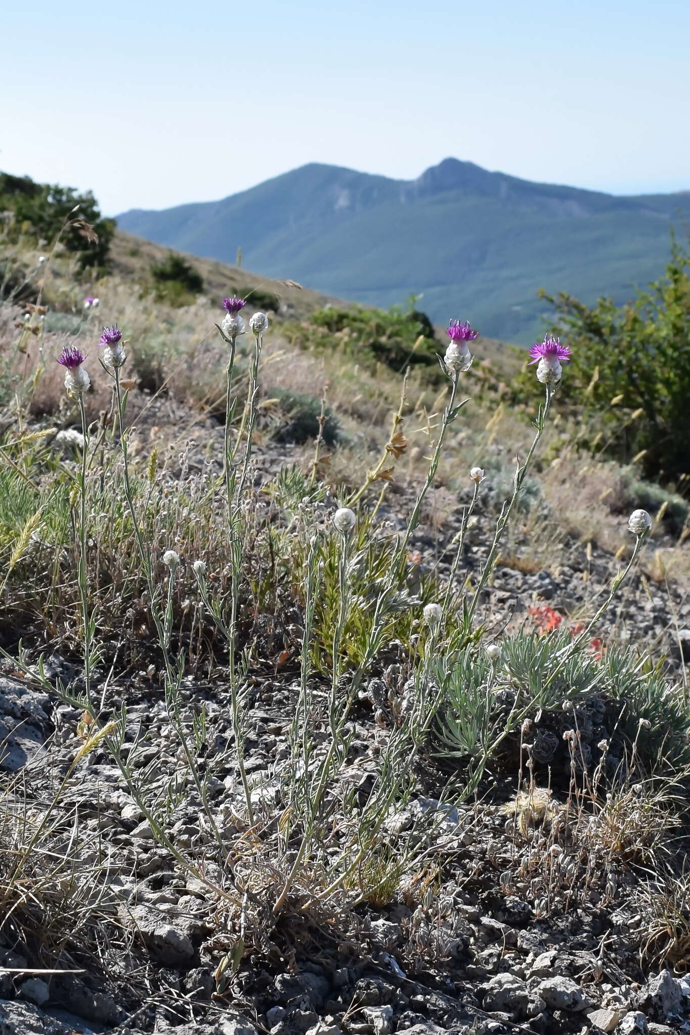 Image of Centaurea sarandinakiae Illarionova