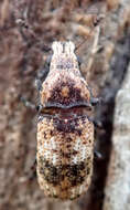 Image of Taburnus breviceps Zimmerman 1994