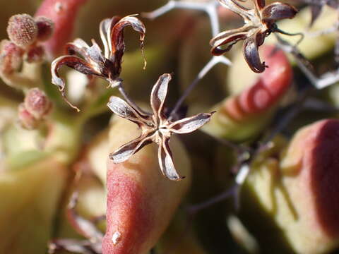 Image of Tylecodon reticulatus (L. fil.) H. Tölken