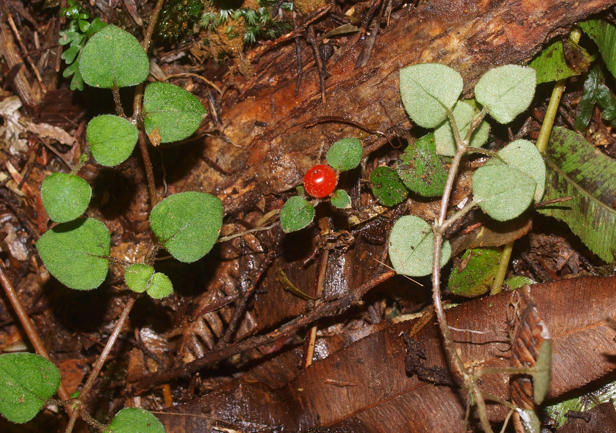 Image of Nertera dichondrifolia (A. Cunn.) Hook. fil.