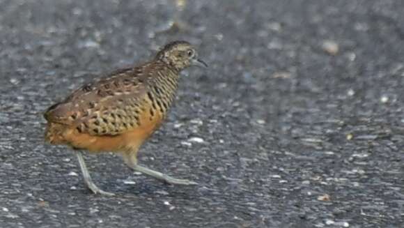 Image of Barred Buttonquail