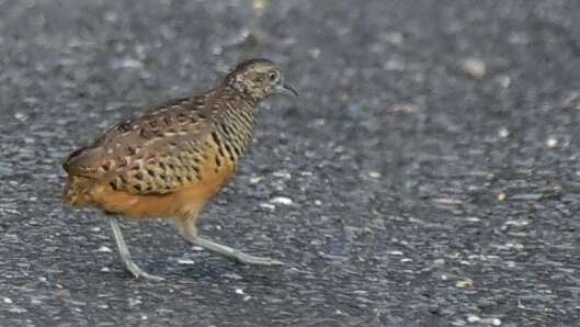 Image of Barred Buttonquail