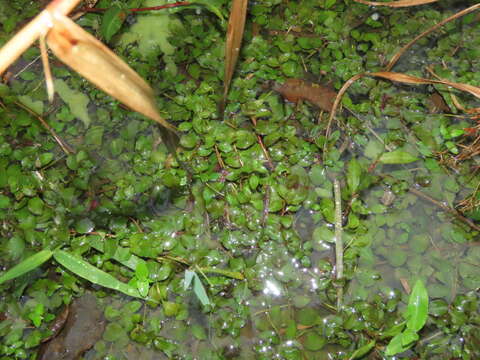 Image of Ludwigia ovalis Miq.