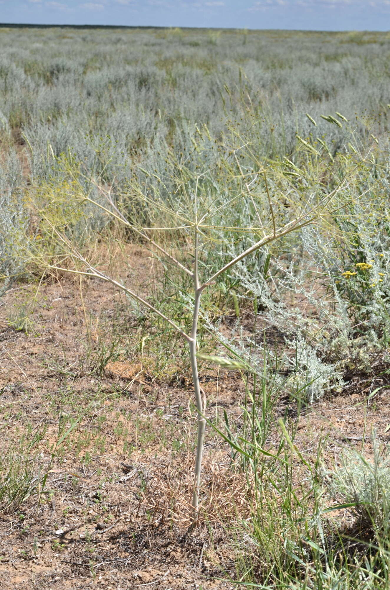 Image of Eriosynaphe longifolia (Fisch. ex Spreng.) DC.