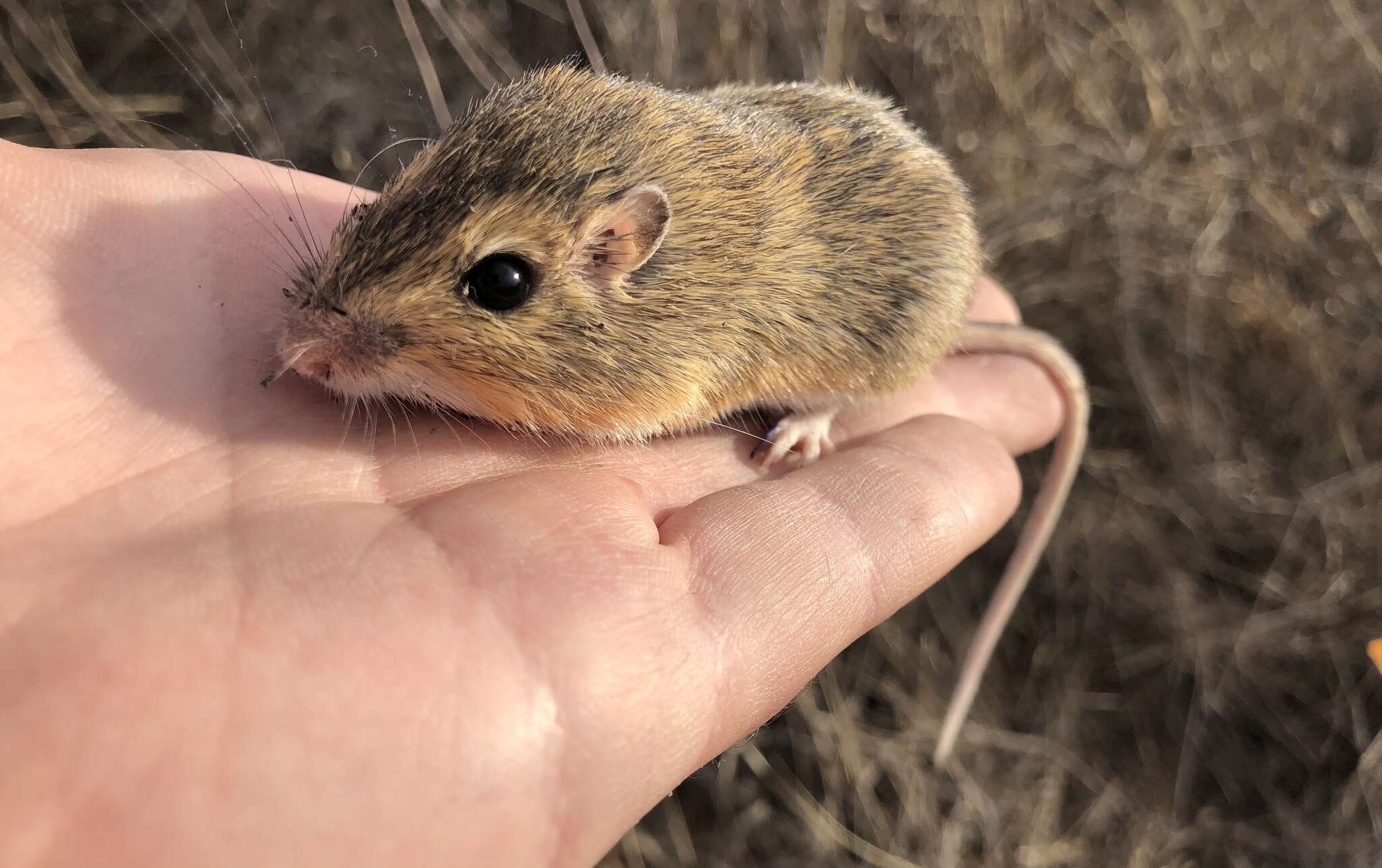 Image of Hispid Pocket Mouse