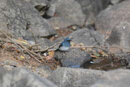 Image of White-bellied Blue Flycatcher