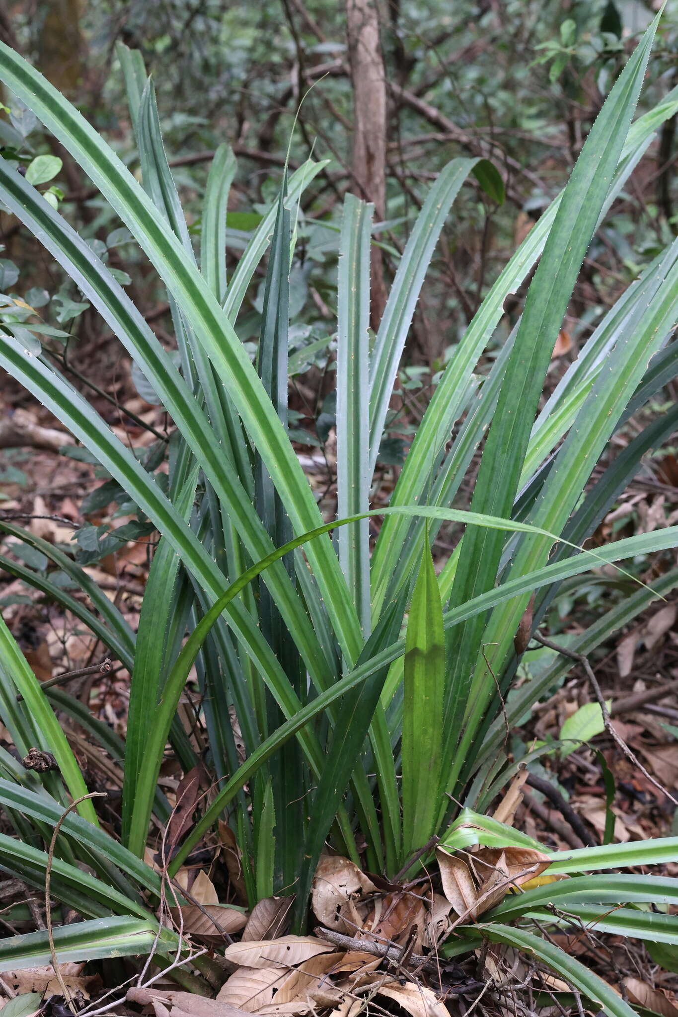 Imagem de Pandanus austrosinensis T. L. Wu