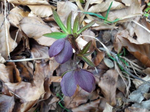 Image of Helleborus dumetorum subsp. atrorubens (Waldst. & Kit.) Merxm. & Podl.