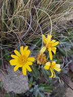 Robinsonecio gerberifolius (Sch. Bip.) T. M. Barkley & J. P. Janovec resmi