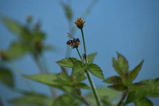 Megachile zapoteca Cresson 1878的圖片